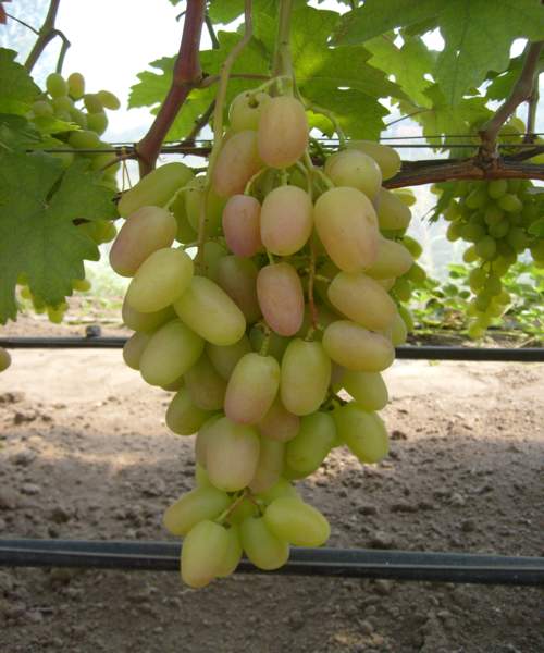 Описание винограда преображение: характеристика, особенности выращивания, фото и отзывы о сорте. обласканный солнцем виноград преображение на вашем дачном участке