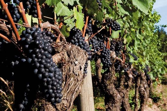 Виноград пино нуар — качественный французский сорт