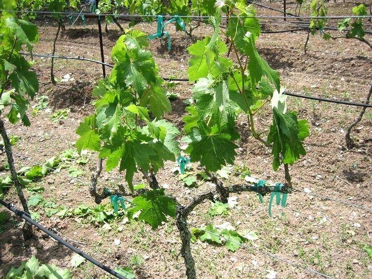 Пересадка винограда летом на новое место: причины, сроки, пошаговая инструкция