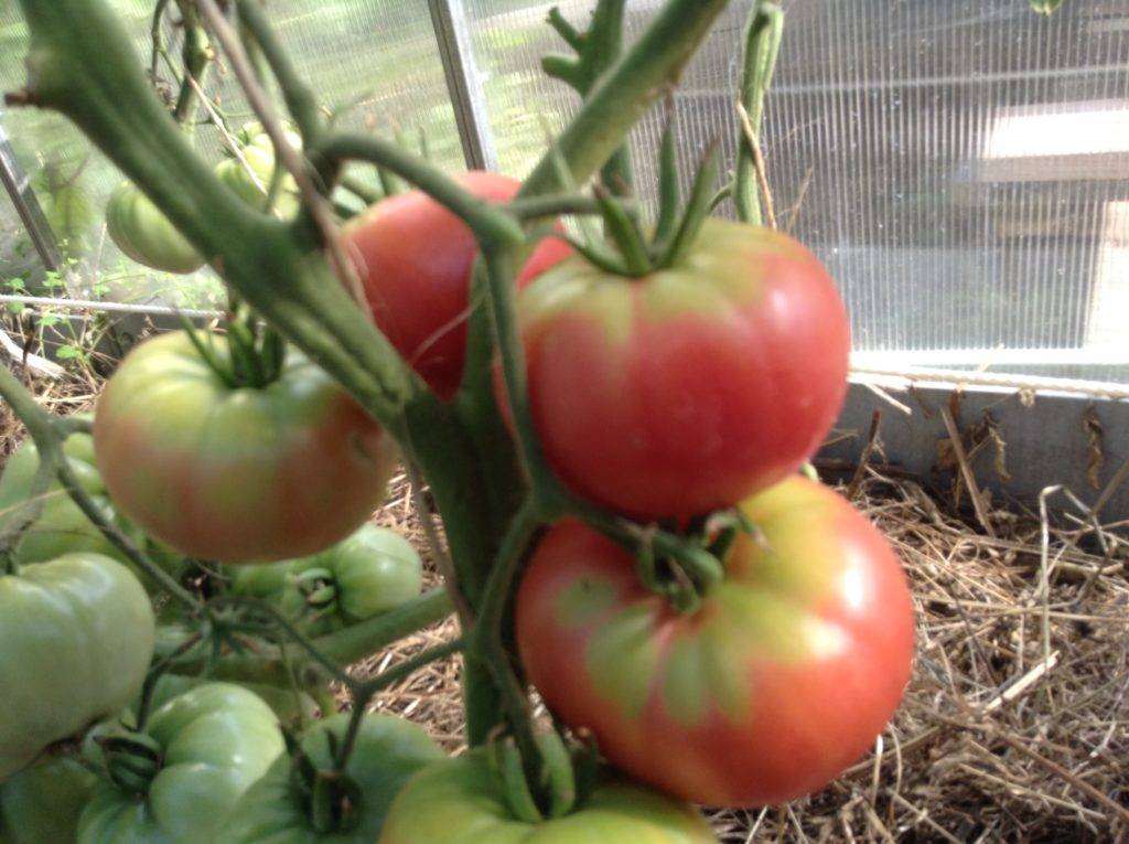 Томат микадо сибирико: характеристика и описание сорта с фото, урожайность помидора, отзывы