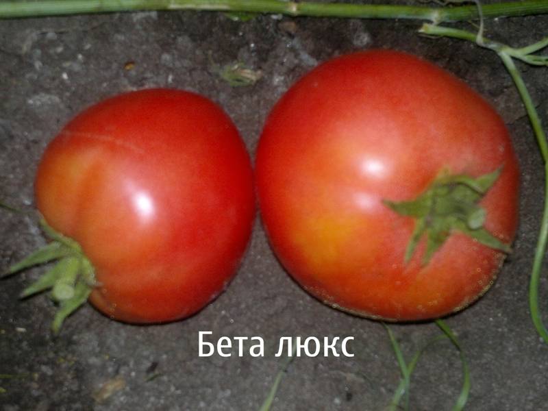 Томат беталюкс: характеристика и описание сорта, видео и фото куста, отзывы тех кто сажал польские помидоры
