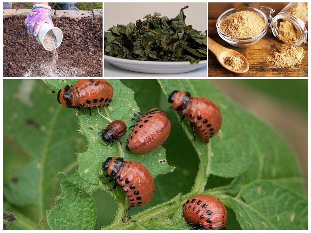 Как избавиться от колорадского жука: народные методы и помощь препаратов