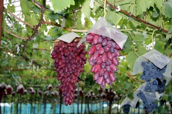 Виноград «маникюр фингер»: описание сорта, фото