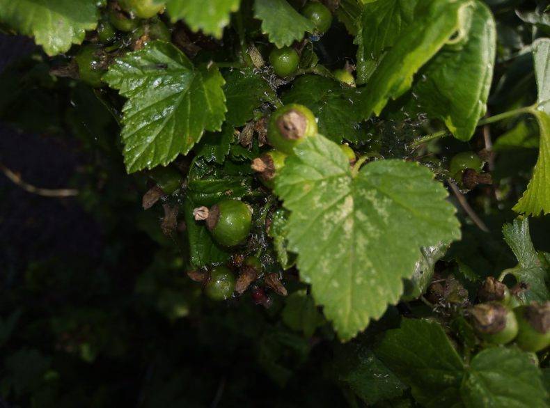 Скручиваются листья на кустах смородины: как спасти садовые ягоды от вредителей и заболеваний