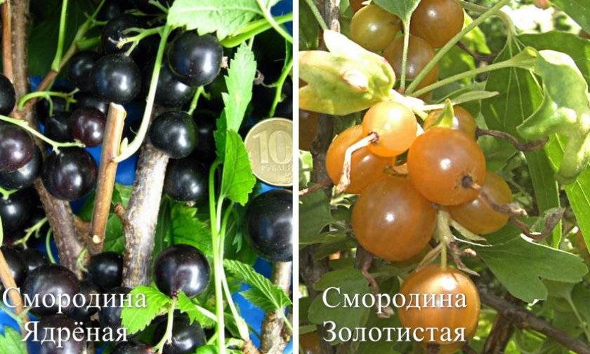 Описание сортов зеленоплодной смородины, особенности посадки и ухода