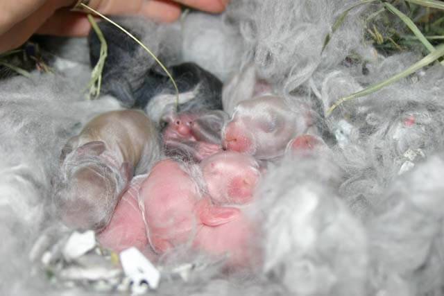 Новорожденные кролики: когда выходят из гнезда и начинают есть