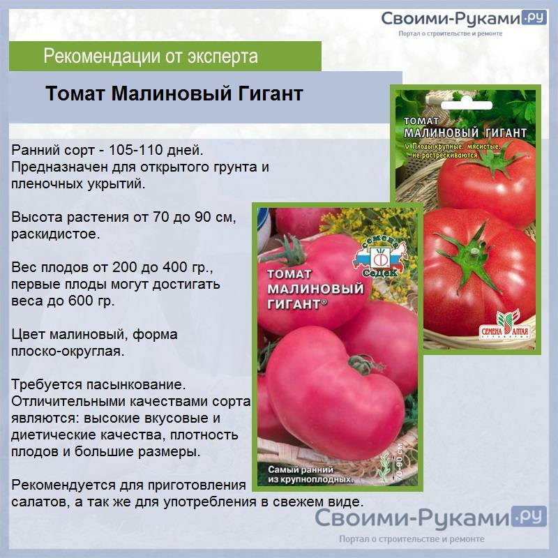 Томат исполин: описание сорта, отзывы, фото | tomatland.ru