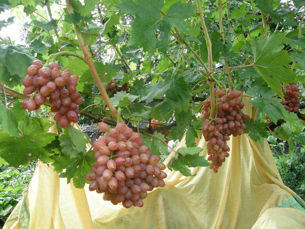 Виноград кишмиш: лучшие сорта с фото и описанием, советы по выращиванию