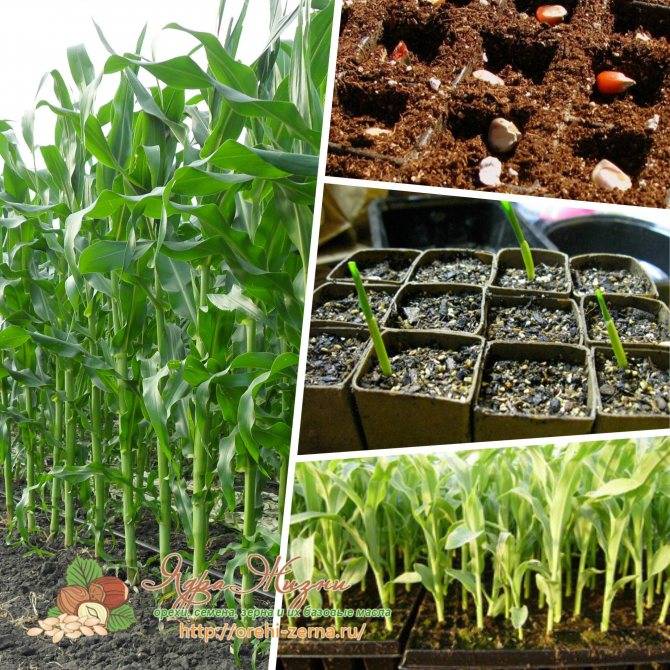 Выращивание кукурузы на даче | огородник
