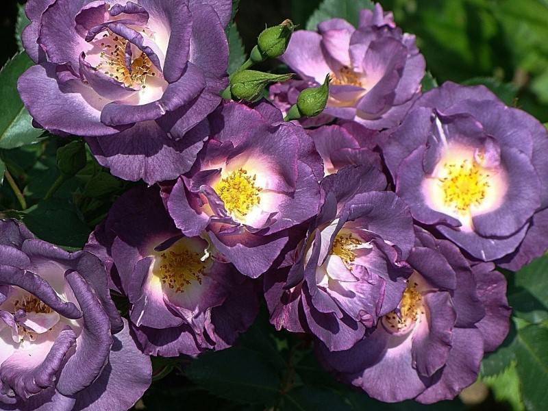Роза блю фо ю: описание и характеристики сорта, правила выращивания, размножение