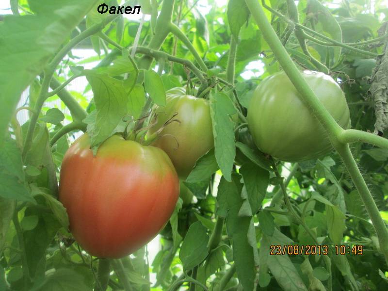 Томат факел: характеристика и описание сорта с фото, урожайность помидора, отзывы