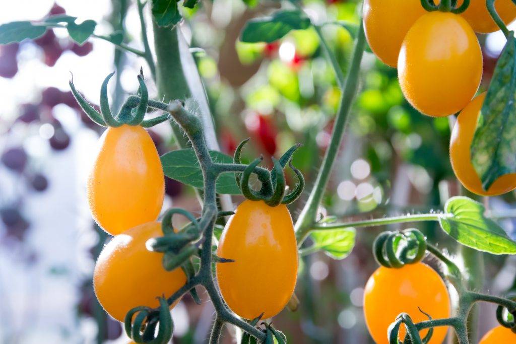 Характеристика и описание сорта томата Лентяйка, его урожайность