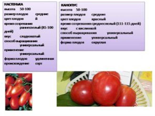 Томат «палка» — удивительный, уникальный и... бесполезный? сорта, достоинства и недостатки. фото — ботаничка.ru