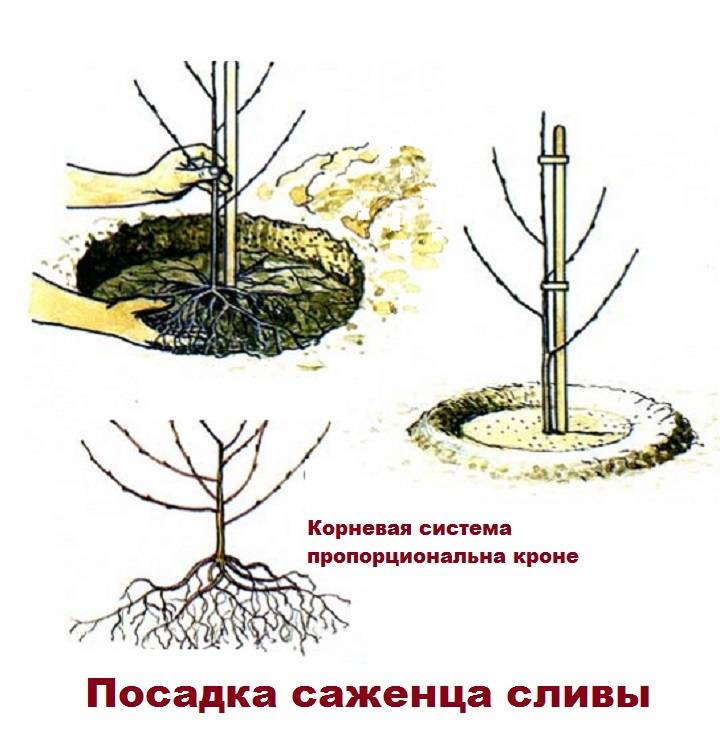 Как правильно посадить вишню осенью саженцами – пошаговая инструкция