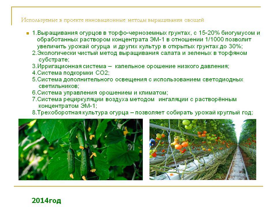 ✅ технология выращивания томатов в защищенном грунте — описание