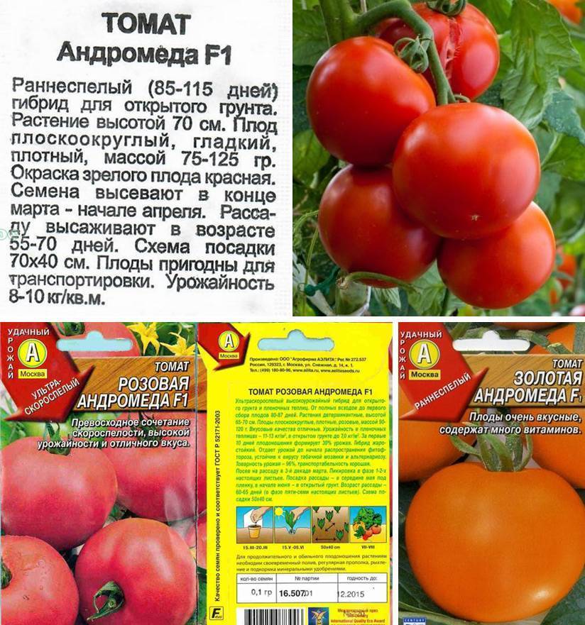 Описание крупноплодного томата гигант новикова и агротехника выращивания