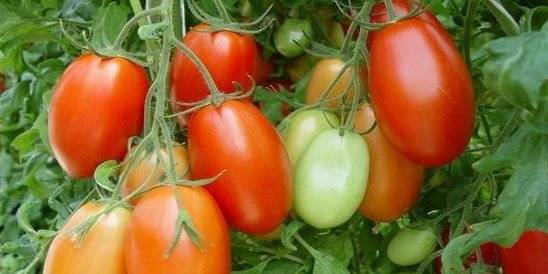 Яркая новинка – томат алая заря. что особенного в этом сорте и как правильно его выращивать - моя дача