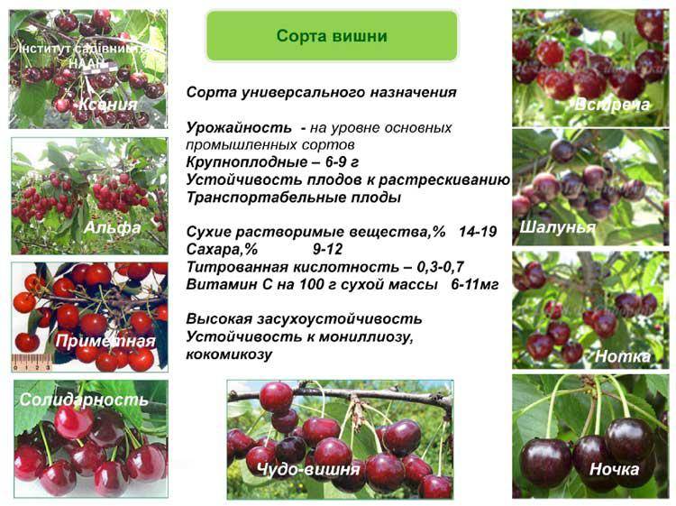 Если черешня, то самая крупная: 15 самых крупноплодных сортов, популярных в россии и мире
