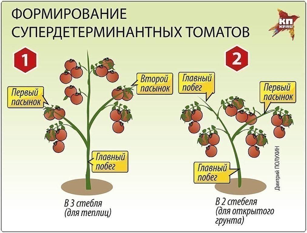 Формирование томатов в открытом грунте: простая схема selo.guru — интернет портал о сельском хозяйстве