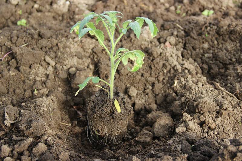 Высадка рассады помидор в открытый грунт: когда и как правильно сажать