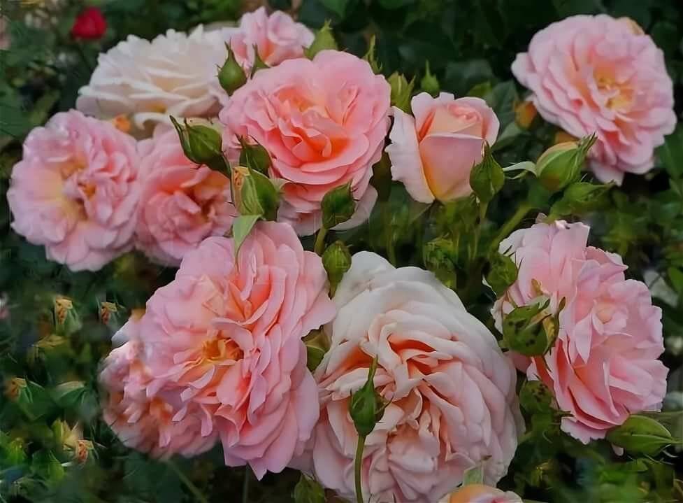 Чайно гибридная роза гейша фото описание