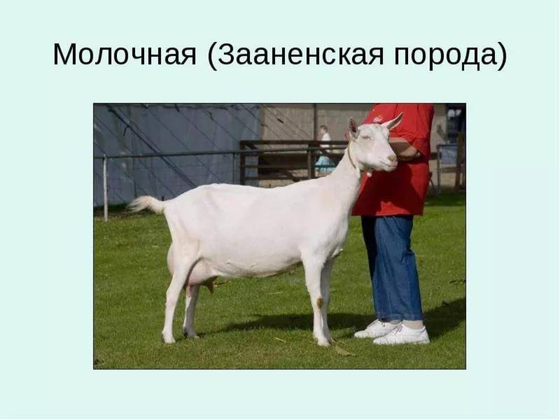 Нубийские козы: описание и характеристики породы