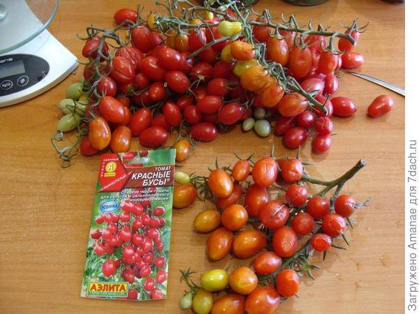Бесподобное украшение для дач — томат рябиновые бусы: описание сорта и советы по выращиванию