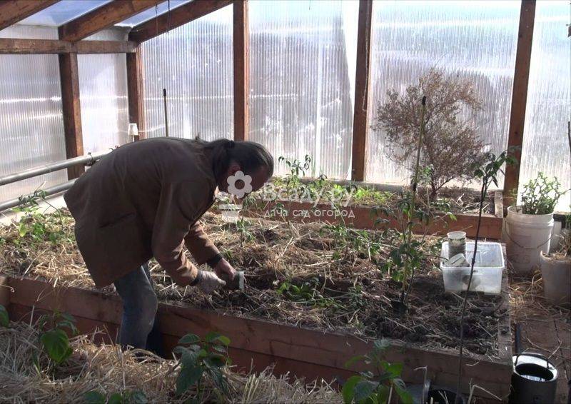 Кабачки в теплице из поликарбоната: выращивание и уход, как поливать и чем подкармливать