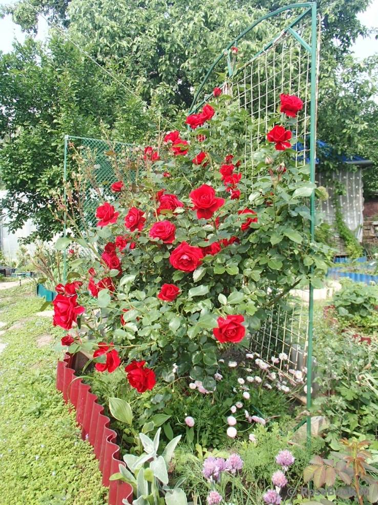 Роза сантана: описание, фото в саду, отзывы, посадка и уход