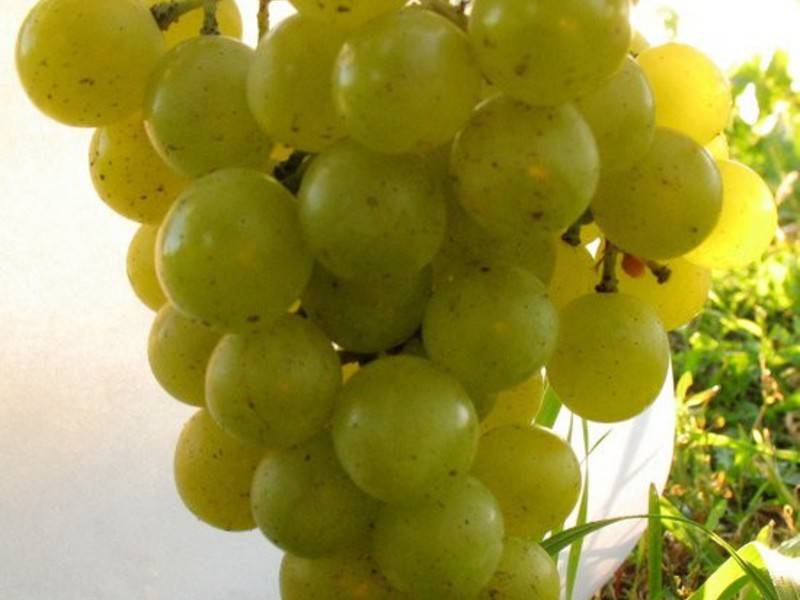 Описание сорта винограда гала и уход за ним