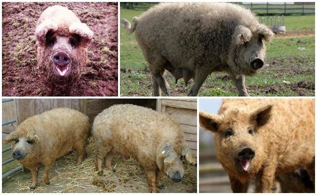 Характеристики гибрида овцы и свиньи, особенности породы и содержание