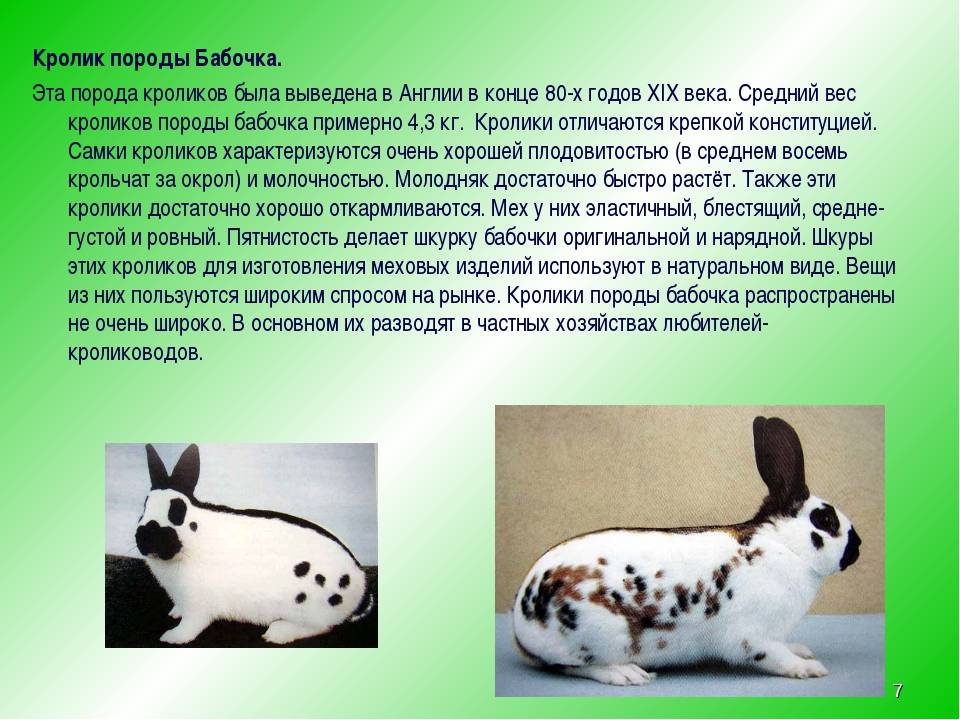 Кролики породы бабочка: фото, описание, разведение и содержание