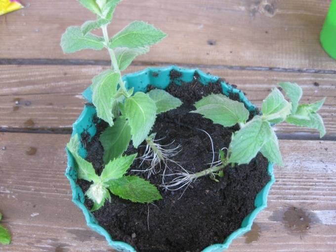 Мята на подоконнике: как вырастить из семян и черенков, уход в домашних условиях