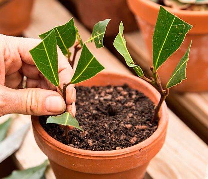 Олива: уход в домашних условиях, размножение и выращивание дерева