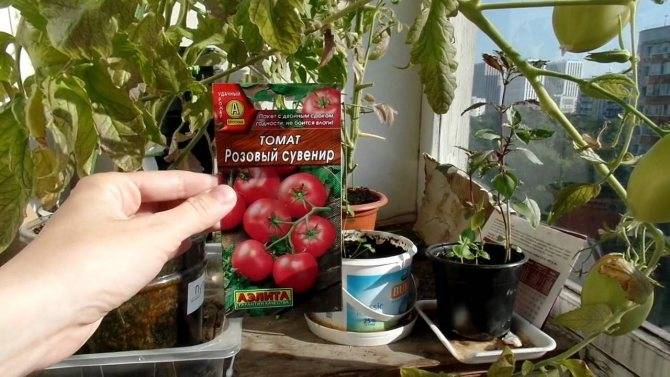 Пошаговая инструкция как на балконе вырастить помидоры для начинающих