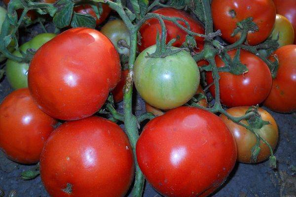 Сорт томата «розовые щечки»: описание, характеристика, посев на рассаду, подкормка, урожайность, фото, видео и самые распространенные болезни томатов