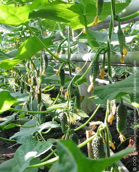 Богатые урожаи круглый сезон — огурец марьина роща f1: описание и характеристика сорта