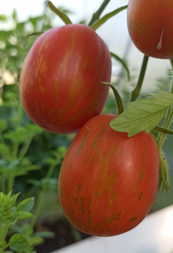 Пасхальное яйцо: пестрая красота урожайного томата. описание особенностей культуры и техники выращивания
