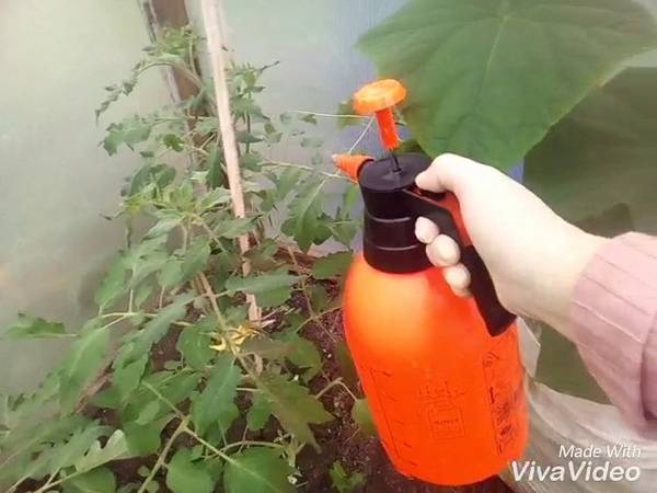 Как правильно опрыскивать и обрабатывать помидоры борной кислотой