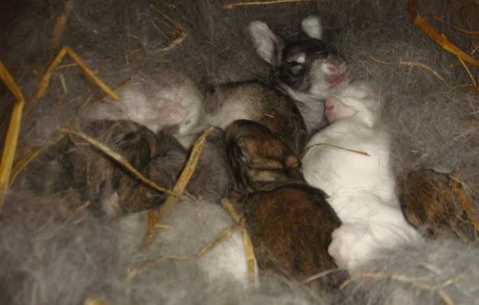 Когда крольчата открывают глаза и выходят из гнезда: развитие по дням и сроки
