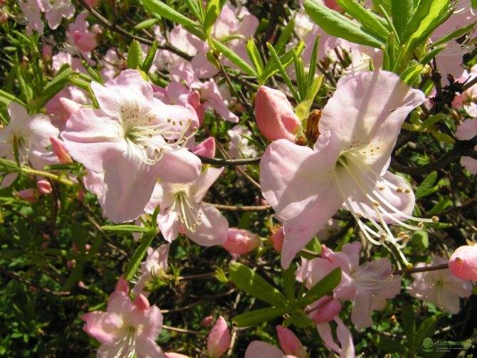 Описание и характеристики рододендрона шлиппенбаха, посадка и выращивание