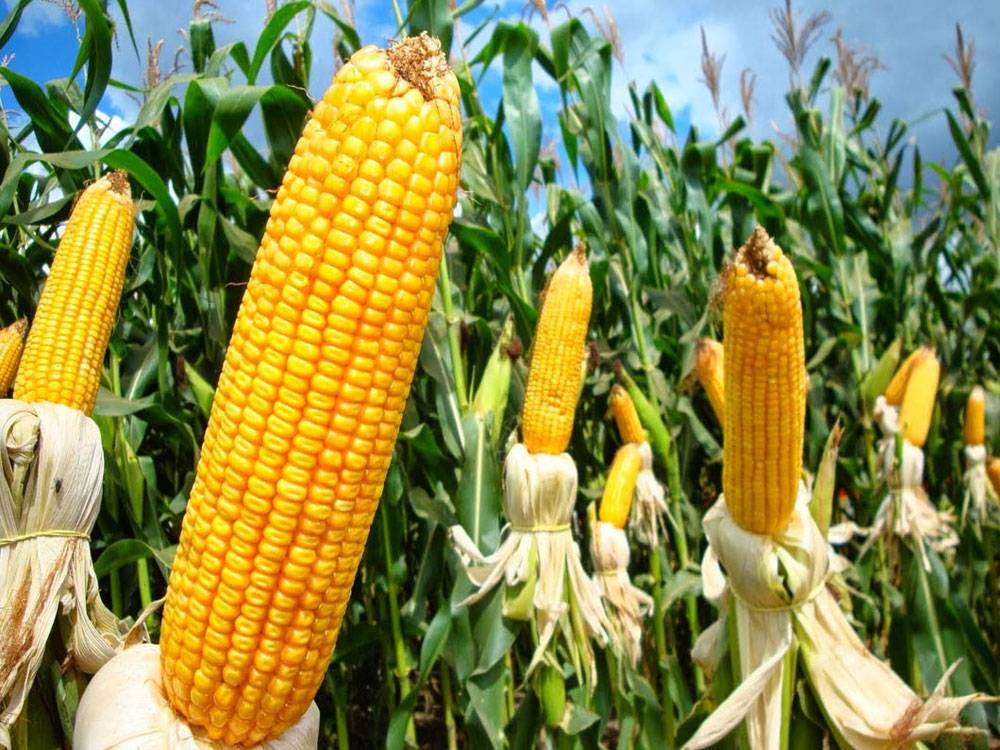 Кукуруза красная: характеристика и описание сортов с фото
