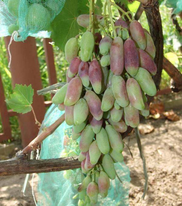 Сорт винограда маникюр фингер: описание, фото