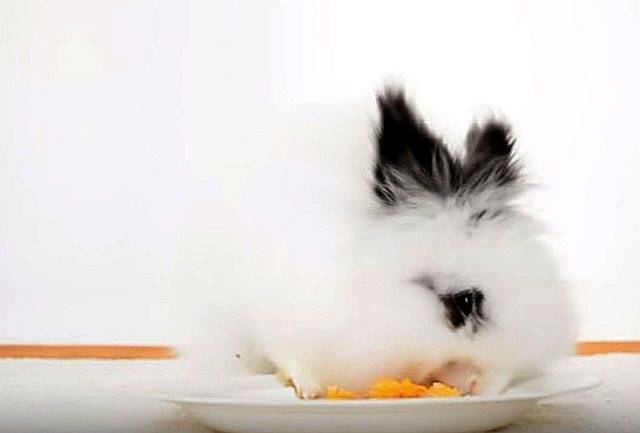 Чем кормить карликовых кроликов: какие овощи можно давать