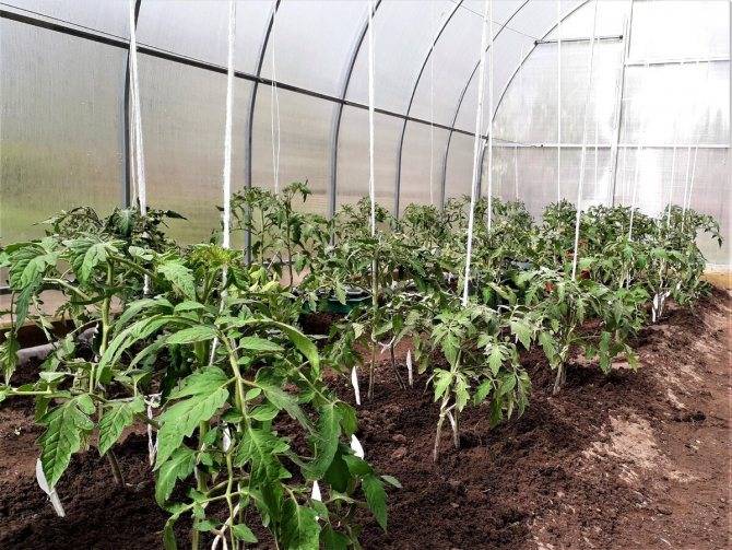 Выращивание помидор в мешках