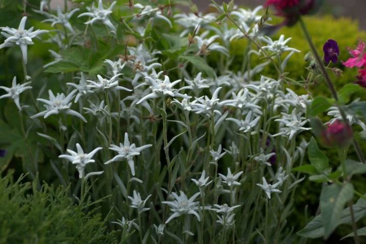 Альпийский цветок эдельвейс: описание растения, особенности выращивания, сферы применения