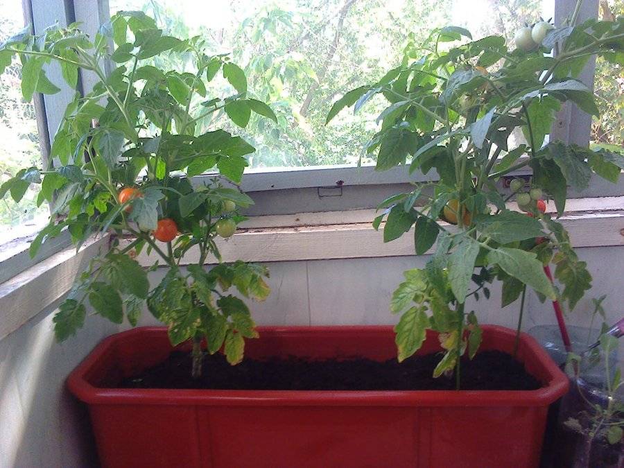 Как правильно выращивать помидоры на балконе: какие лучше выбрать сорта. как ухаживать за рассадой и подготовить почву для высадки томатов