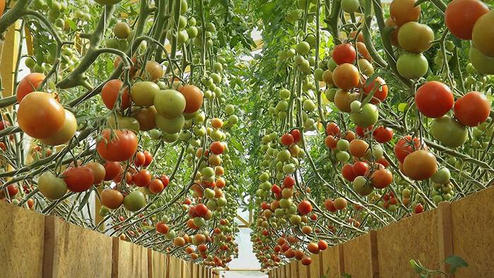 Посадка томатов в теплице из поликарбоната: подготовка и уход