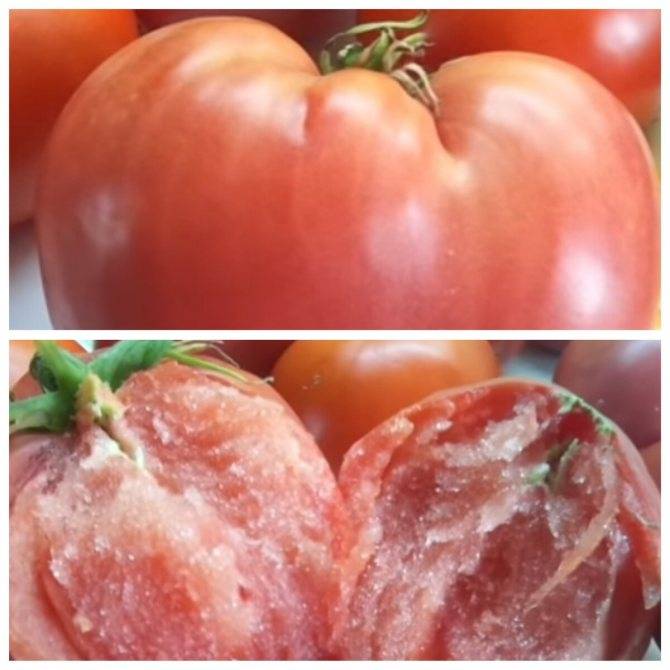 Томаты для открытого грунта на урале: лучшие сорта помидоров для рассады