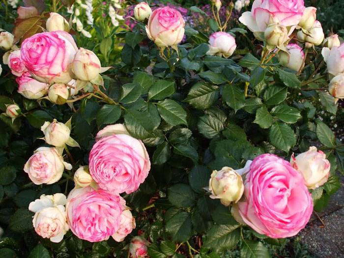 Роза пьер де ронсар: особенности сорта и ухаживание за растением, декоративная функция цветов и описание